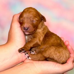 Mango - Red  male Goldendoodle puppy in Kissimmee, Florida from Poodle Doodle Kennels