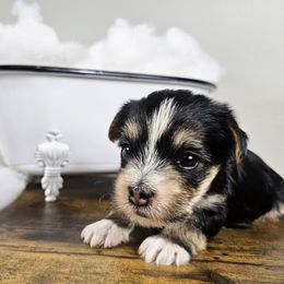 Morkie puppies from Fluff Town Puppies, LLC