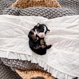 Anchor - Tri-color male Bernedoodle puppy in Cold Spring, Minnesota from A.N.A. Doodles