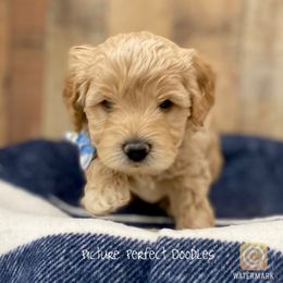 Goldendoodle and Poodle Puppies from Picture Perfect Doodles