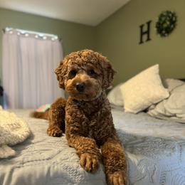 Buddy Blaze - Goldendoodle