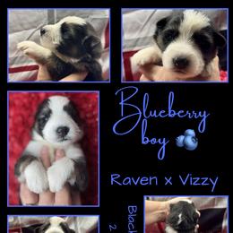 BLUEBERRY BOY - Panda male German Shepherd puppy in Apache Junction, Arizona from CS Vista Farms