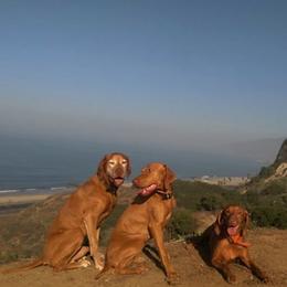 Vizsla All Grown Up from Betty's Vizslas