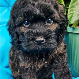 Venus - Sable female Cockapoo puppy in Indiahoma, Oklahoma from Phamily Doodles