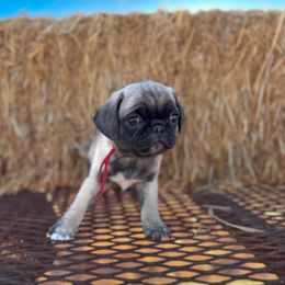 Ace AKC Registrable Fawn Male - Pug puppy from Broken Road Ranch