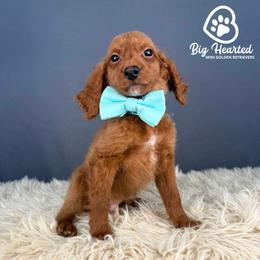Loot - Red  male Goldendoodle puppy in Utah County, Utah from Big Hearted Breeders
