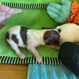 Ragnar - Chocolate and white male Chihuahua puppy in Red Bluff, California from Aye Chihuahua