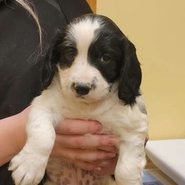 Girl 1 - Black and white English Springer Spaniel puppy in Dundas, Minnesota from Field Bred Springers
