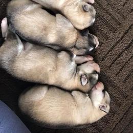Alaskan Malamute Puppies from Ghost Dance Alaskan Malamutes