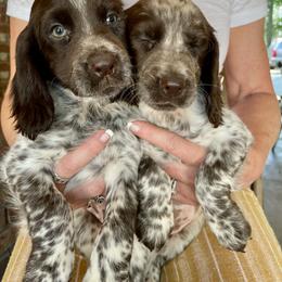 English Cocker Spaniel Puppies from Rock Moss Farm and Kennel