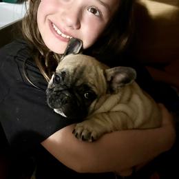 American Bully and French Bulldog Puppies from Bolt Action Kennel