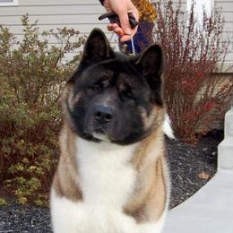 Vashti - Akita