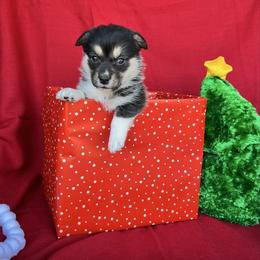 Aurora - Black and tan female American Corgi puppy in Washington, Arkansas from Foxy Knoll Farm