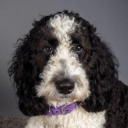 Goldendoodle All Grown Up from Seattle Sweet Goldendoodles