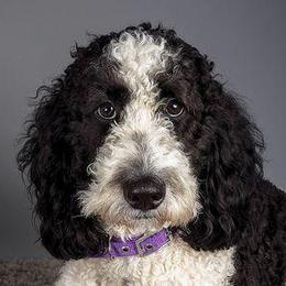 Goldendoodle All Grown Up from Seattle Sweet Goldendoodles