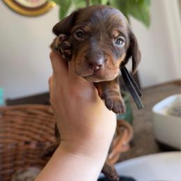 Kisses - Chocolate and tan female Dachshund puppy in Yuba City, California from Mulberry Dachshunds