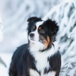Astrid - Miniature American Shepherd