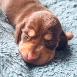 Delta - Chocolate and tan female Dachshund puppy in Cottage Grove, Oregon from Freckled Roots Farm Dachshunds