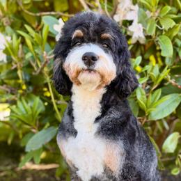 Perla - Bernedoodle