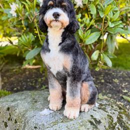 Perla - Bernedoodle
