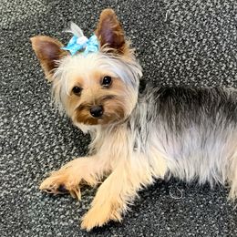 Kat - Yorkshire Terrier