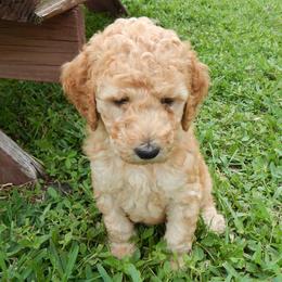 Poodles from Peter Rataj