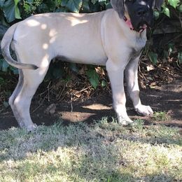 Mastiffs from Mountain Mama Mastiffs