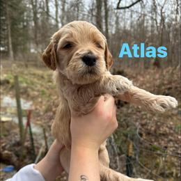 Atlas - Cream male Goldendoodle puppy in Prosperity, Pennsylvania from Stelladoodles & Company