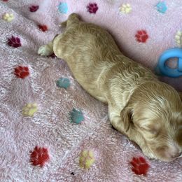 Australian Labradoodle and Double Doodle Puppies from Little Kingdom Doodles