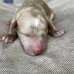 Willow - Apricot female Poodle puppy in Tucson, Arizona from Desert Doodles + Poodles