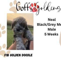 Neal - Merle male Goldendoodle puppy in Falls City, Nebraska from Goff’s Goldens