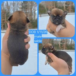 Dark sable boy - Black sabled fawn male Chihuahua puppy in Vineland, New Jersey from Royal Companion's