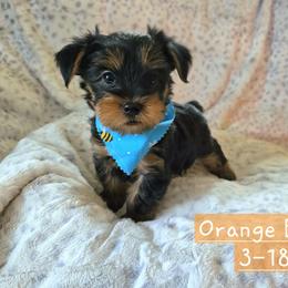 Charming - Black and gold male Yorkshire Terrier puppy in Nitro, West Virginia from Kathryn's Yorkies