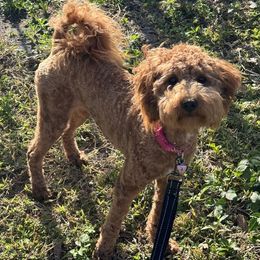 Lily - Goldendoodle