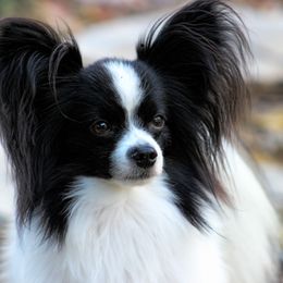 Lakota - Papillon