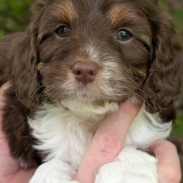 Moe - Tri-color male Cavapoo puppy in Coshocton, Ohio from Forever Family Puppies