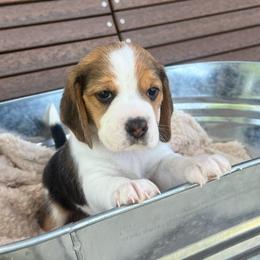 Sebastian - Black white and tan male Beagle puppy in Harrison, Arkansas from Leslie Beagles of Leslie Farm