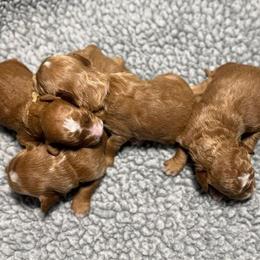 Girl 1 - Apricot female Goldendoodle puppy in Norton, Ohio from Keepsake Doodles
