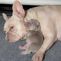 Poppy - French Bulldog