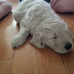 Bernedoodle and Goldendoodle Puppies from Cookies and Cream Doodles