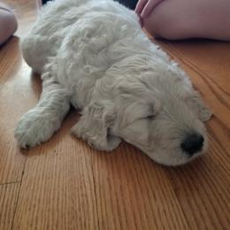Bernedoodle and Goldendoodle Puppies from Cookies and Cream Doodles