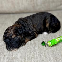 Badger - Sable male Bernedoodle puppy in Lamar, Colorado from Jozlyn’s Pups