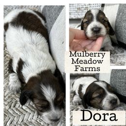 Dora - Piebald female Dachshund puppy in Paw Paw, Michigan from Mulberry Meadow Farms