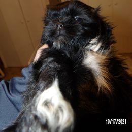 Shih Tzu Puppies from Diamond Mountain Shih Tzus