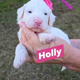 Goldendoodle Puppies from Ivey's Poodles & Doodles