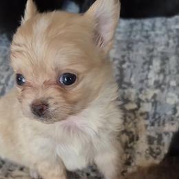 Boy - Cream male Chihuahua puppy in Williamsburg, Virginia from Chloe & Friends