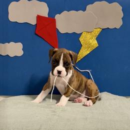 Sally - Brindle female Boxer puppy in La Vernia, Texas from Chilham Boxers