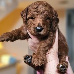 SNICKERS - Apricot male Goldendoodle puppy in Harris County, Texas from Cute & Curly Doodles