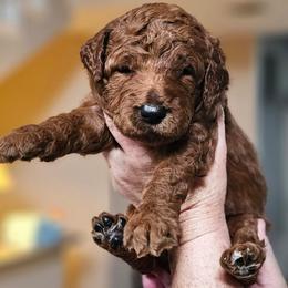 SNICKERS - Apricot male Goldendoodle puppy in Harris County, Texas from Cute & Curly Doodles