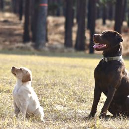 Dilute Retriever Puppies from Wicked Pines Retrievers